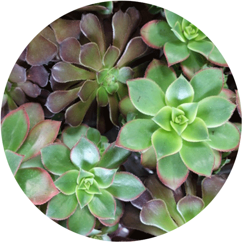 Hen and Chicks groundcover plant.
